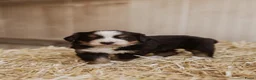 Berner Sennenhond honden te koop: Berner Sennen Pups in Overberg - Advertentie 5
