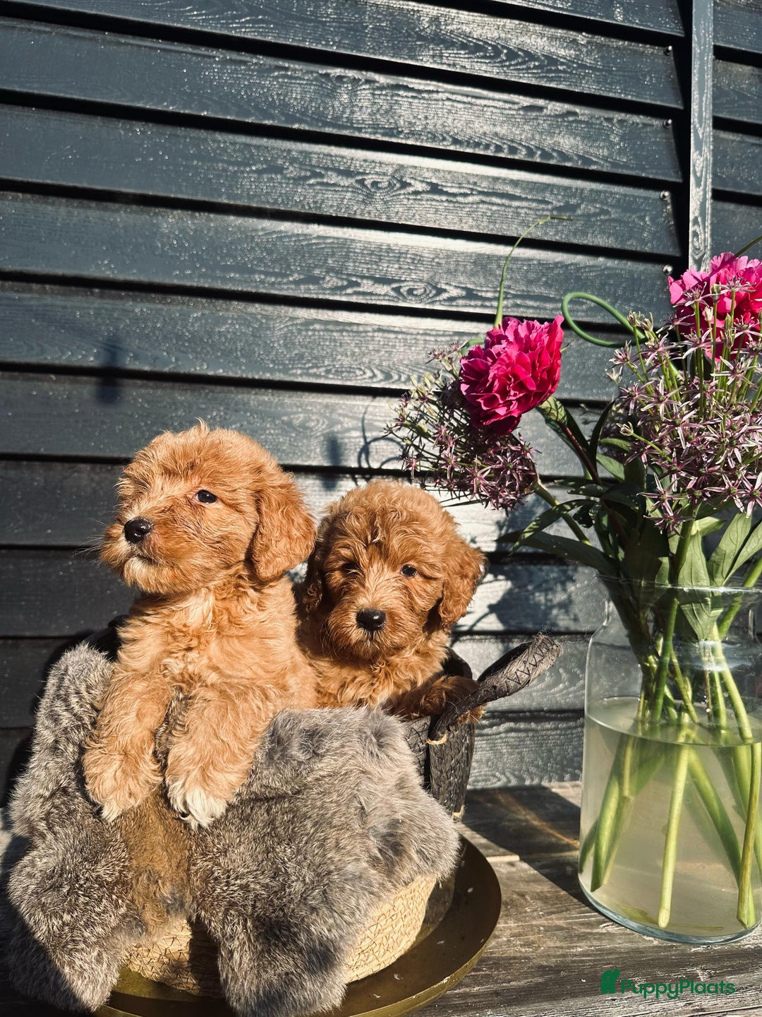 Labradoodle honden te koop: Labradoodle  - Afbeelding 5
