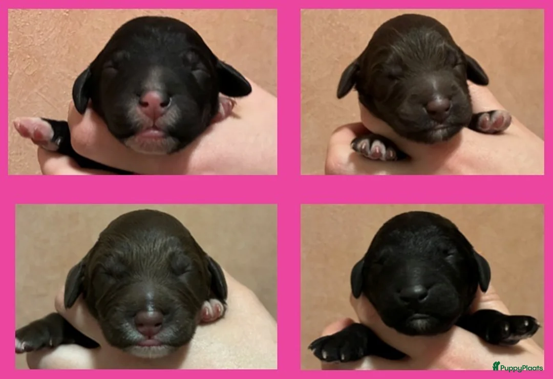 Barbet honden te koop: Barbet pups - Advertentie 3