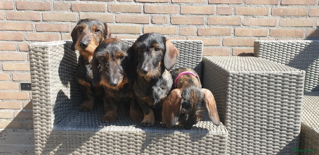 Galerij afbeelding {{count}}