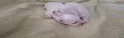 Maltezer honden te koop: Maltezer pups. Rasecht. Vader en moeder aanwezig - Advertentie 6