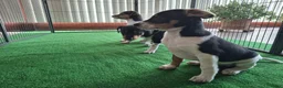 Fox Terriër Gladhaar honden te koop: boerenfox pups - Advertentie 4