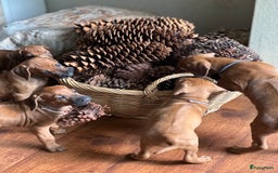 Rhodesian Ridgeback honden te koop: Prachtige en perfecte Rhodesian Ridgeback pups in Oosterbeek - Afbeelding 14