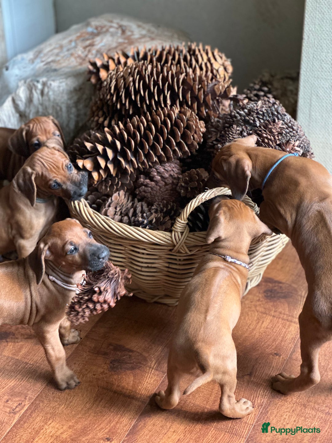 Rhodesian Ridgeback honden te koop: Prachtige en perfecte Rhodesian Ridgeback pups in Oosterbeek - Afbeelding 14