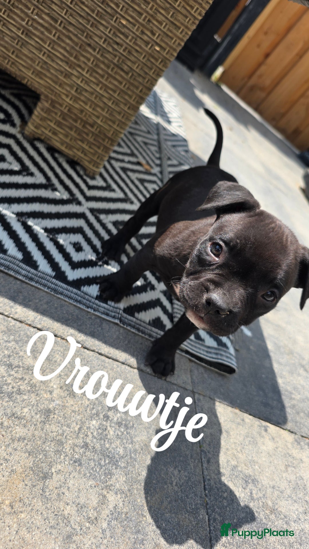 Amerikaanse Bully honden te koop: Pocket bully black - Afbeelding 2