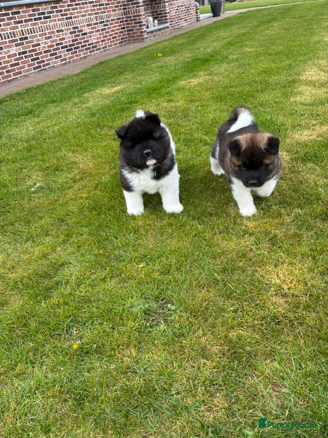 American Akita honden te koop: American akita in Baarle-Nassau - Advertentie 2