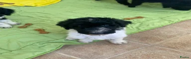 Max