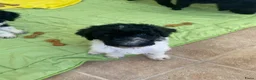Poedel honden te koop: Prachtig mooie koningspoedel pups! - Advertentie 11