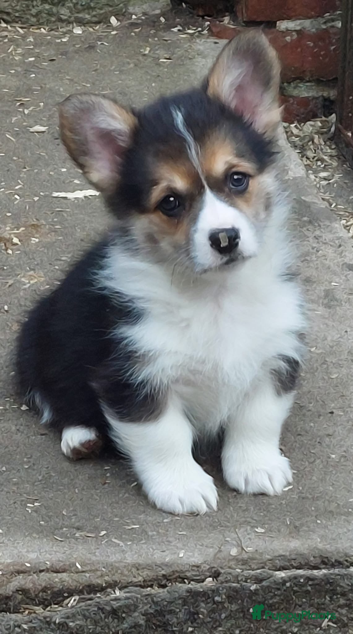 Welsh Corgi Pembroke honden Welsh Corgi Pembroke  - Advertentie 2