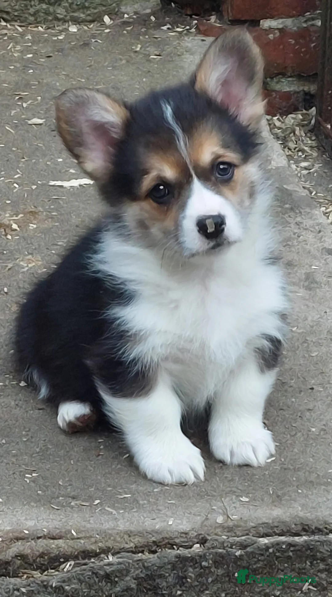 Welsh Corgi Pembroke honden te koop: Welsh Corgi Pembroke  - Advertentie 2