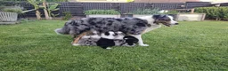 Australian Shepherd honden te koop: Australian Shepherd reutje met stamboom - Advertentie 7