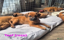 Rhodesian Ridgeback honden te koop: Rhodesian Ridgeback pups in Bentveld - Afbeelding 18
