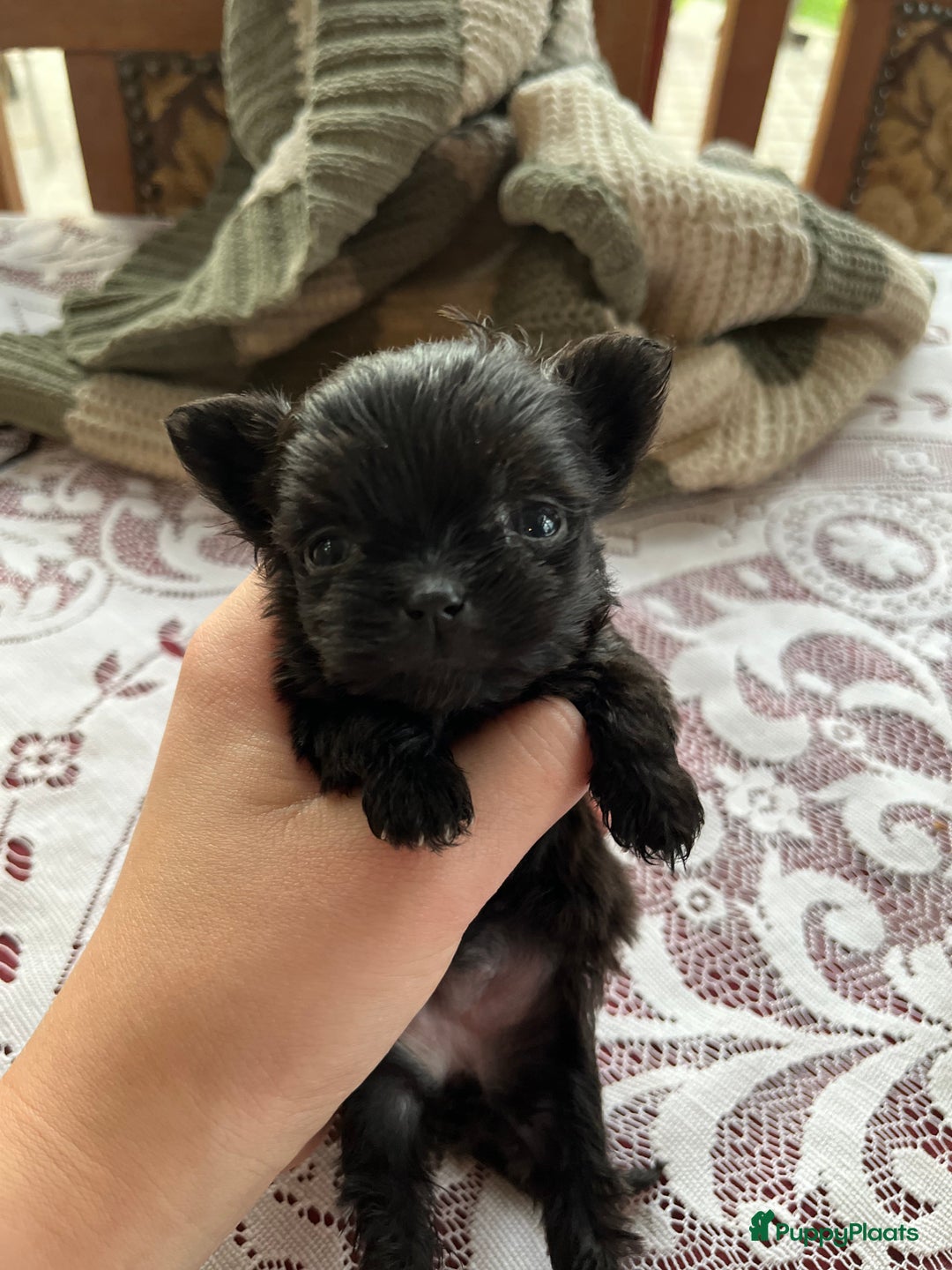 Kruising honden te koop: Kruising Boomer chihuahua !!nog twee beschikbaar!! - Advertentie 16