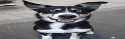 Berner Sennenhond honden te koop: Bernersennen pups  - Advertentie 2