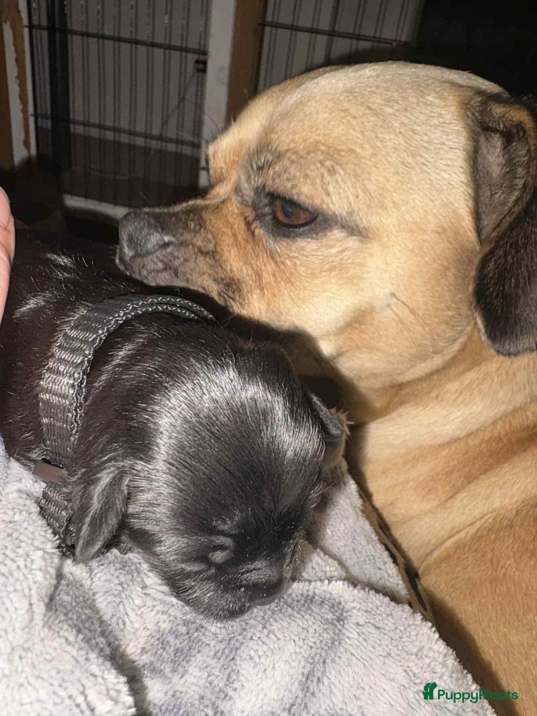 Kruising honden te koop: Jugapoo's België  - Advertentie 6