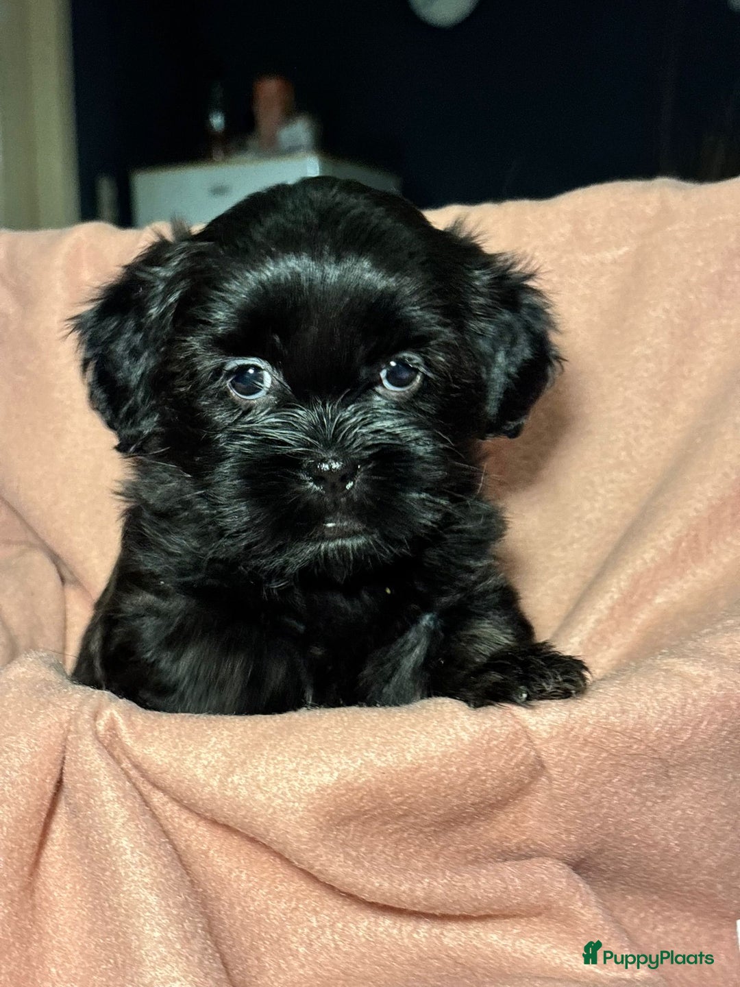 Shihpoo honden te koop: Shih Tzu / ShihTzu Toypoedel - Advertentie 8