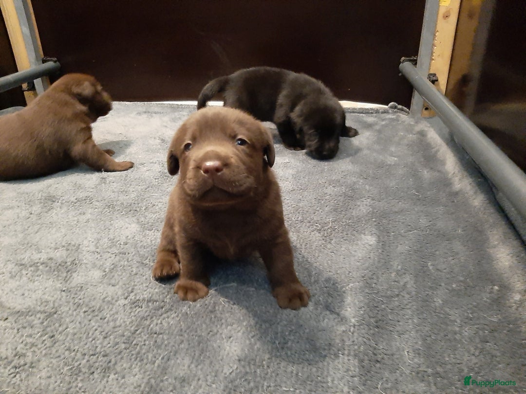 Labrador Retriever honden te koop: Bruin reutje - Afbeelding 19