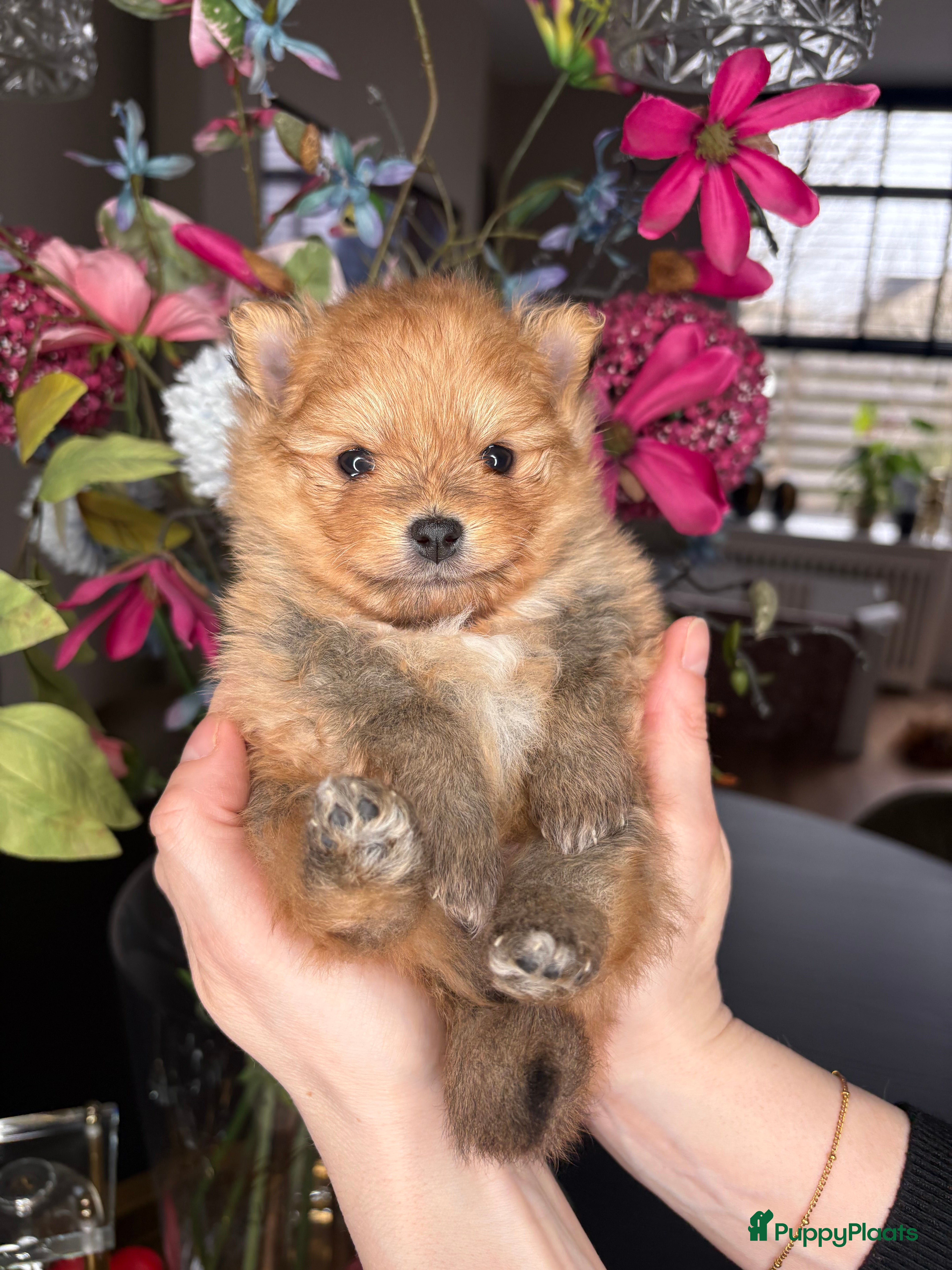 Pomeriaan honden 🐾 pomeriaan puppy,s teefjes en reutje - Advertentie 1