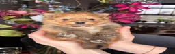 Pomeriaan honden te koop: 🐾 pomeriaan puppy,s teefjes en reutje - Advertentie 1
