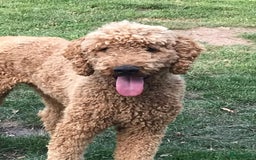 Poedel honden ter dekking: Staat ter dekking: Koningspoedel in Ospel - Afbeelding 4