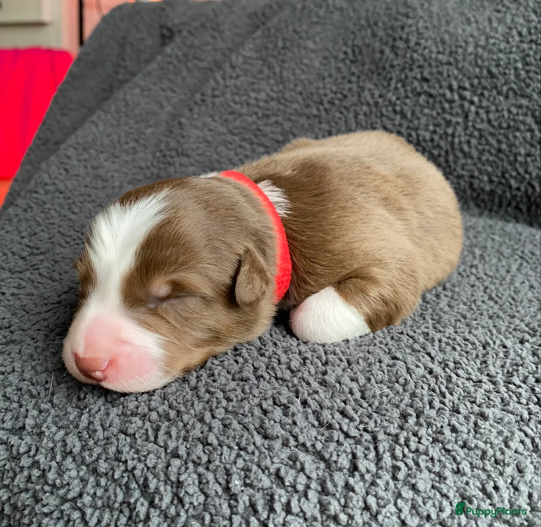 Australian Shepherd honden te koop: Eerste nestje Australian Shepherd pups - Advertentie 16