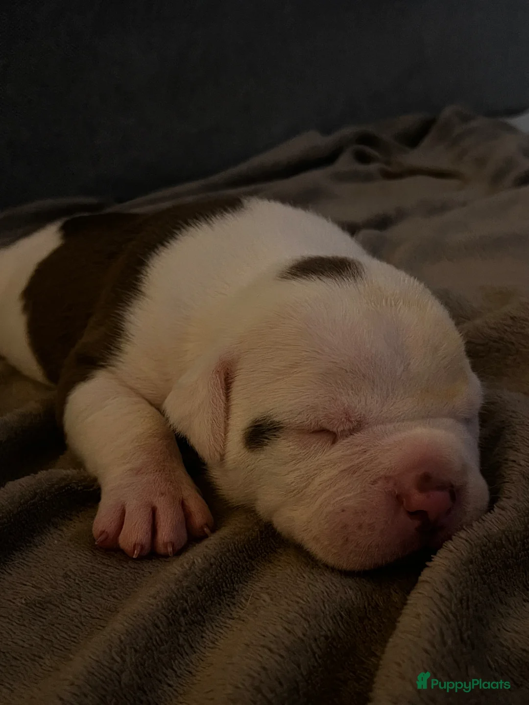 Amerikaanse Bulldog honden te koop: Amerikaanse Bulldog Pups in Eindhoven - Advertentie 1