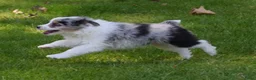 Australian Shepherd honden te koop: Knappe Miniature American Shepherd (MAS) pups - Advertentie 24