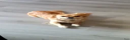Kruising honden te koop: Kiwi zoekt een gouden mandje  - Advertentie 3