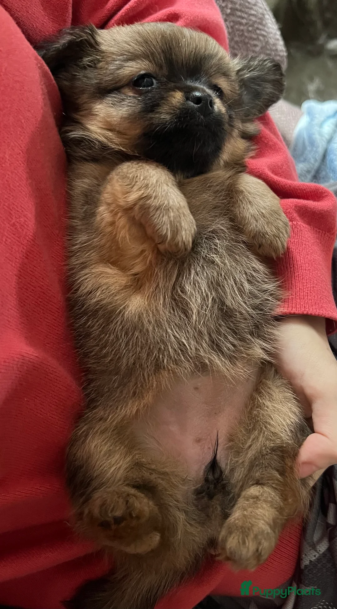 Pomchi honden te koop: Lieve Pomchi pups - Advertentie 39