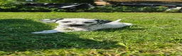 Dalmatiër honden te koop: Dalmatiër pups met stamboom  - Advertentie 1