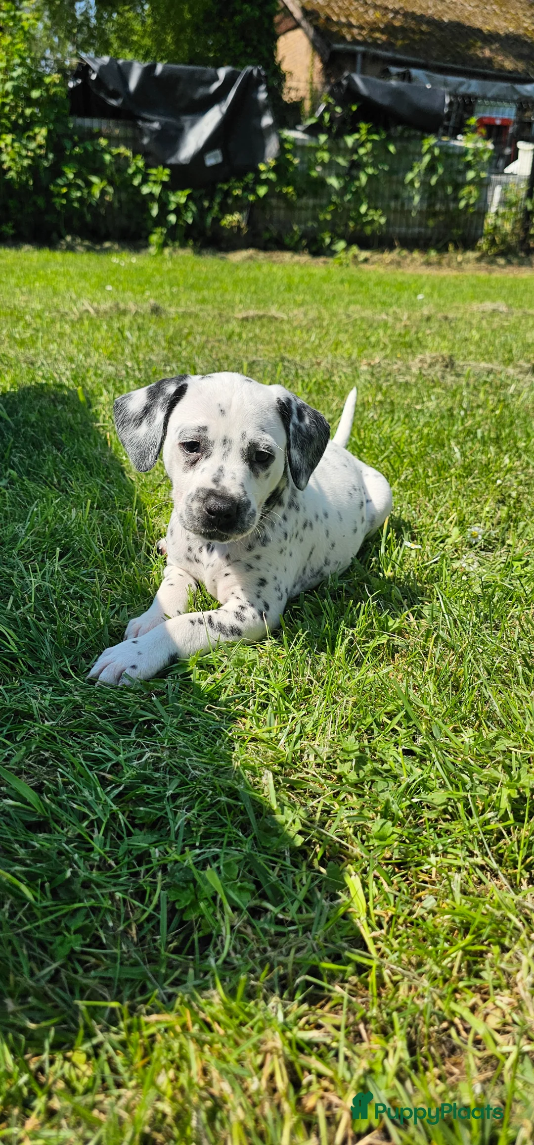 Dalmatiër honden te koop: Dalmatiër pups met stamboom  - Advertentie 1
