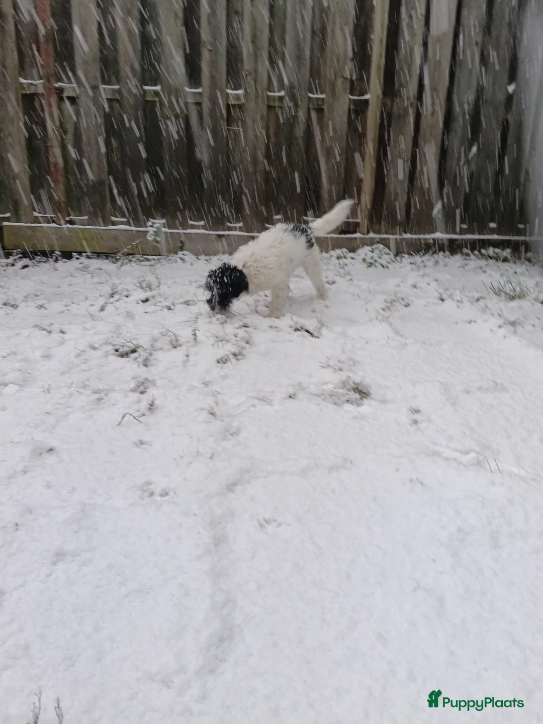 Kruising honden te koop: Maltipoo pup - Advertentie 17