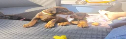 Dobermann honden te koop: 3 Dobermann pups  zoeken  een goud mandje  - Advertentie 7