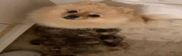 Pomeriaan honden te koop: Raszuivere Pomeranian/pomeriaan/dwergkees puppy’s  - Advertentie 8