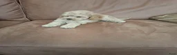 Kruising honden te koop: cavapoo - Advertentie 7