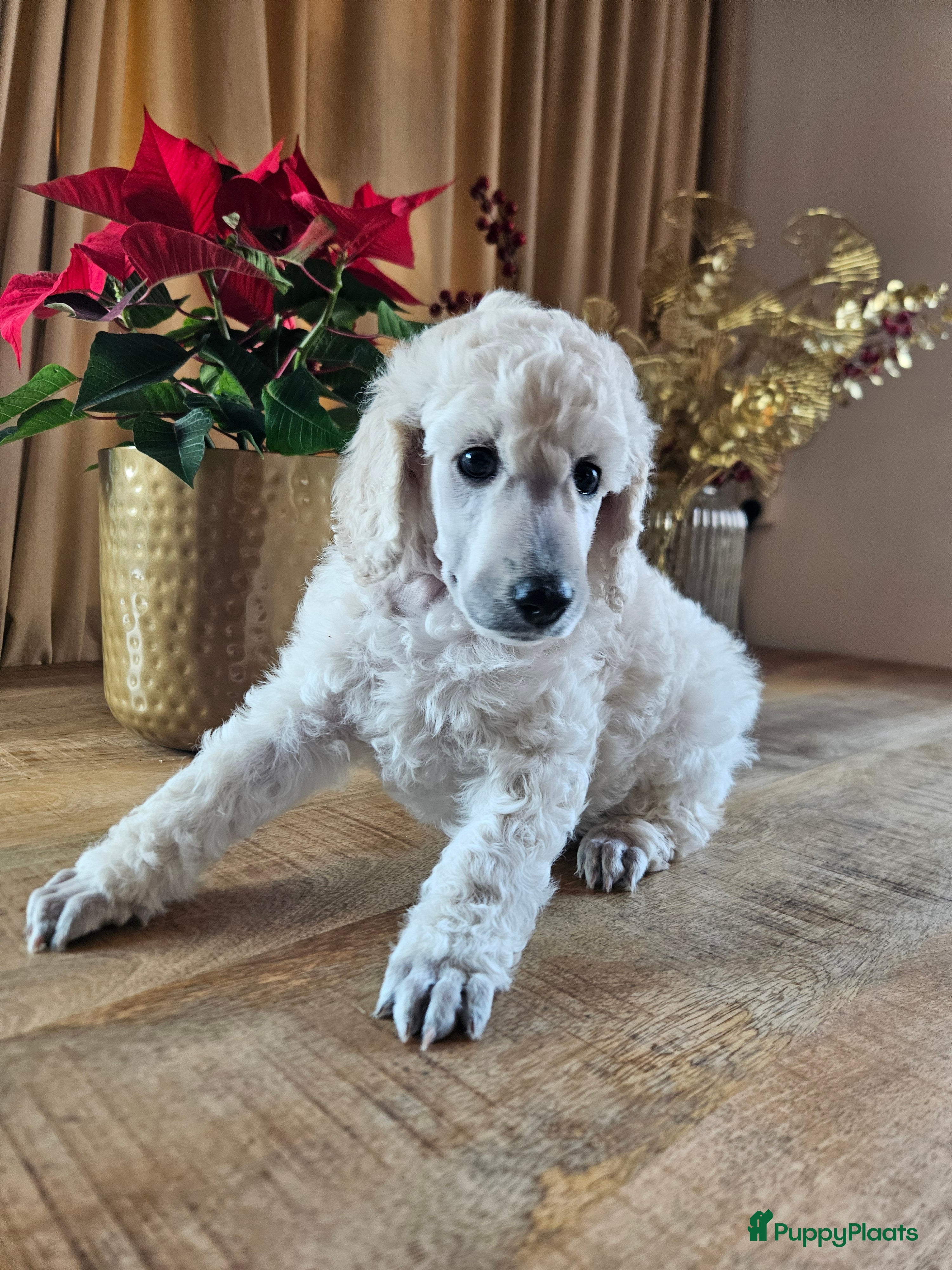 Poedel honden Konings poedel pups met FCI stamboom - Advertentie 17