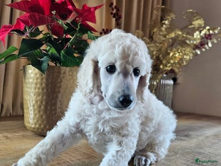 Poedel honden Konings poedel pups met FCI stamboom - Advertentie 5