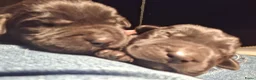Labrador Retriever honden te koop: Raszuiver labrador pups te reserveren - Advertentie 12