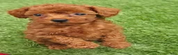 Poedel Toy honden te koop: Mooi abrikoos rood toy poedel reutje. - Advertentie 4
