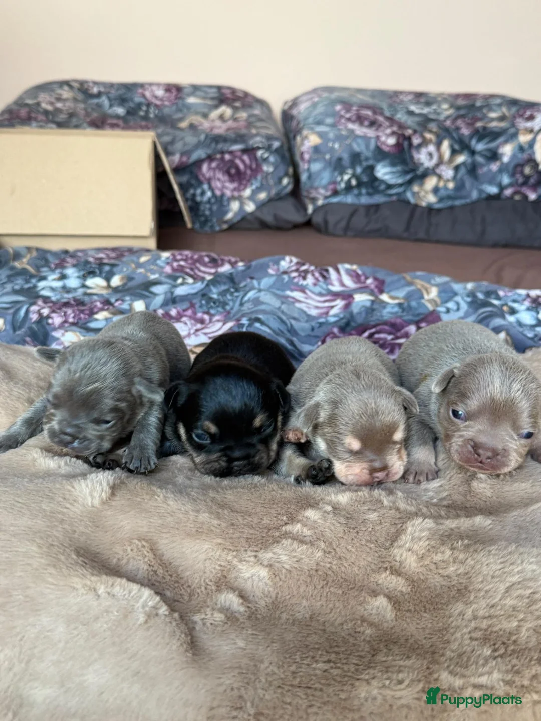 Franse Bulldog honden te koop: Mooi franse bulldog pups - Advertentie 1