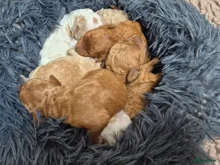 Cockapoo honden Cockapoo pups uit geteste ouders. - Advertentie 2