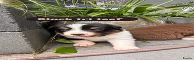 Australian Shepherd 3