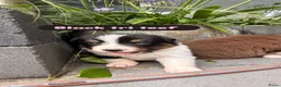 Australian Shepherd honden te koop: Nog 3 Australian shepherds beschikbaar  - Advertentie 7