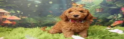 Australian Labradoodle honden te koop:  Nog 3 pupjes Mini/medium Australian labradoodle  - Advertentie 6