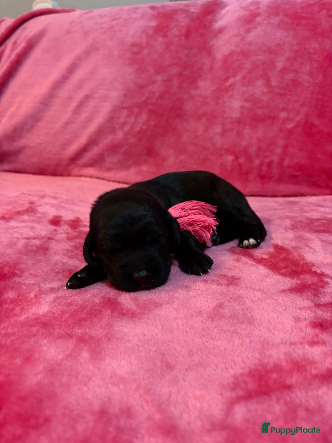 Kruising honden te koop: Labrador puppy’s - Advertentie 12