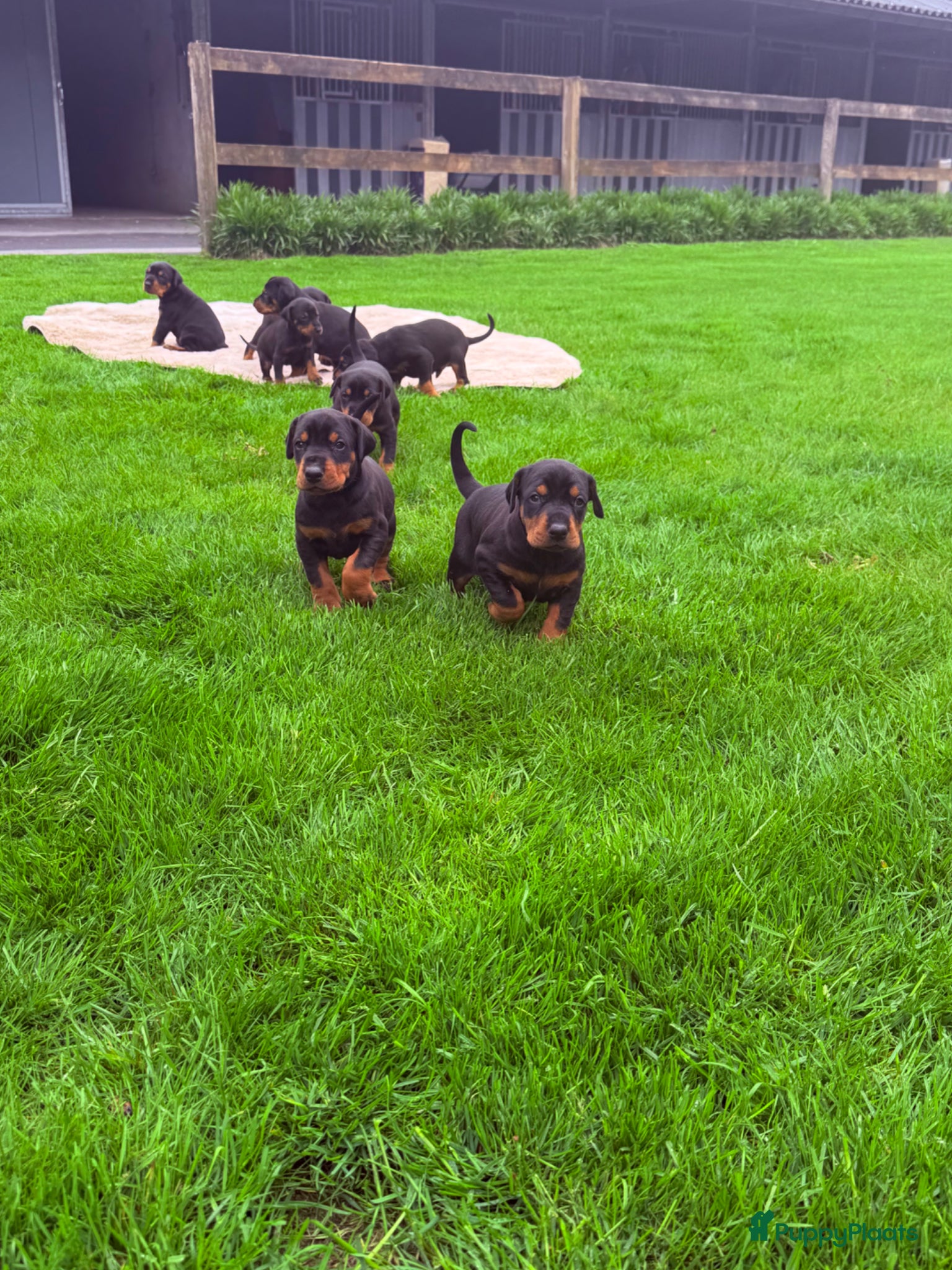 Dobermann honden Prachtig nestje Dobermann pups - Advertentie 1