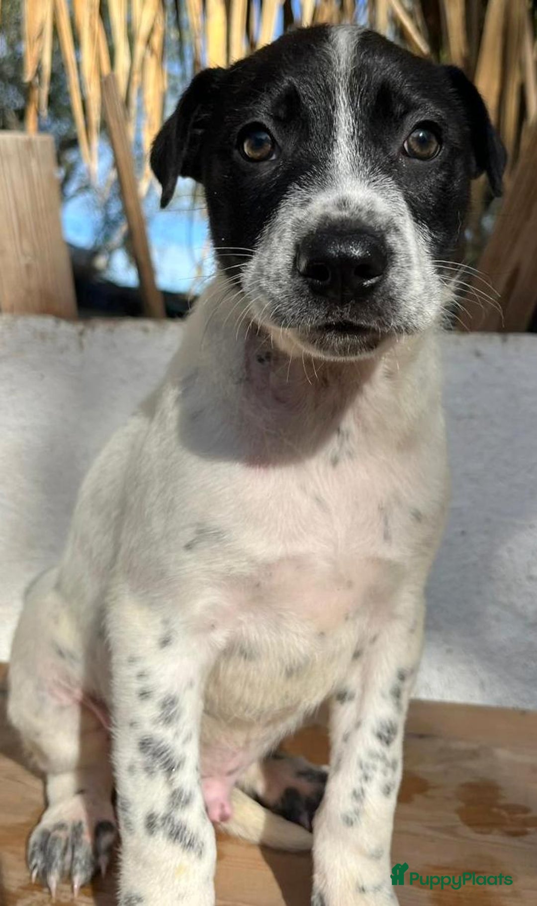 Kruising honden ter adoptie: gerit wil heel graag een warme mand!  - Advertentie 4