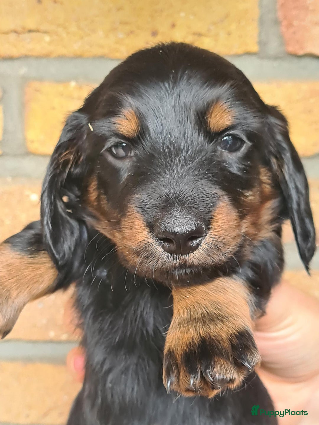 Teckel (langhaar) honden te koop: Eén pup beschikbaar Standaard langhaar teckel pups - Advertentie 12