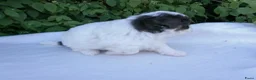 Shihpoo honden te koop: Mini doodle, shihpoo pupjes, reutjes - Advertentie 6