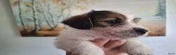 Jack Russel Terriër honden te koop: Jackrussell terrier pups met stambomen  - Advertentie 4